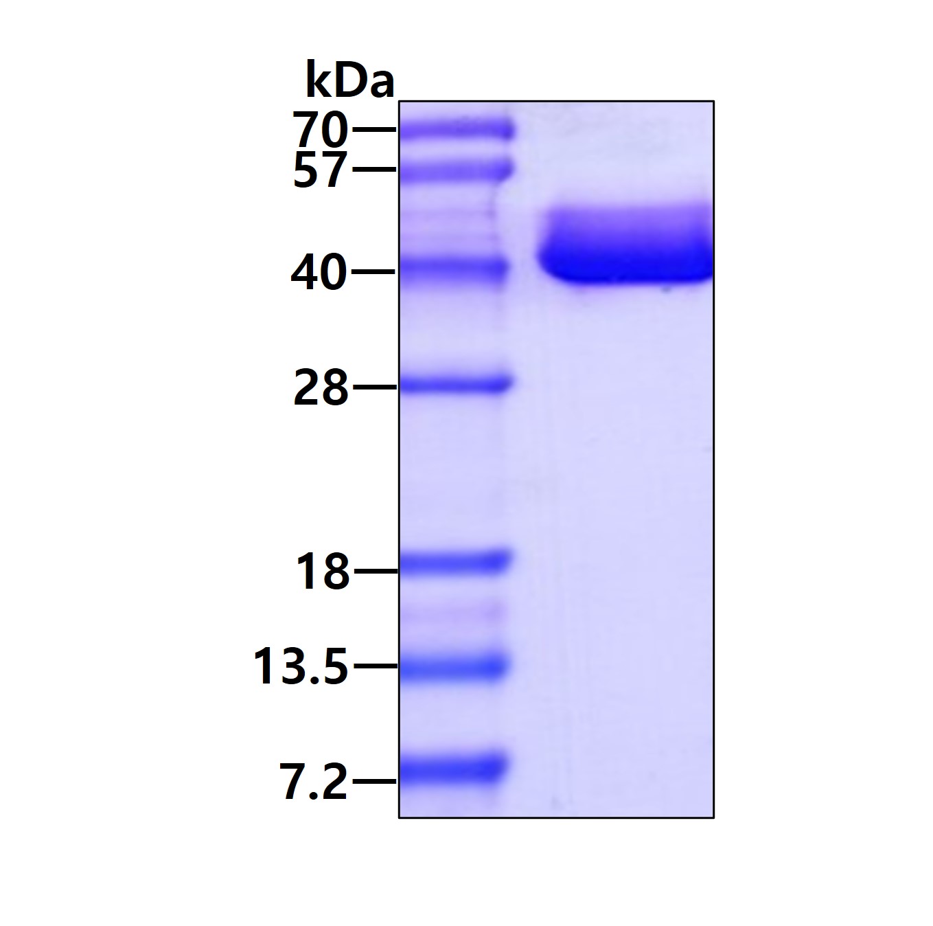 Recombinant human BA...