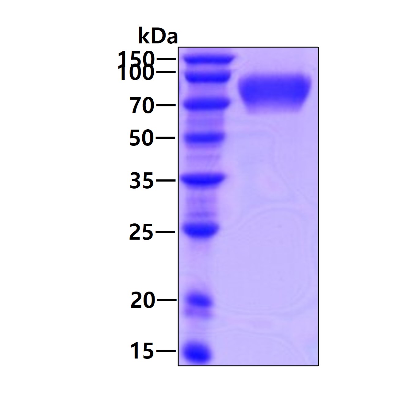 Recombinant human FL...