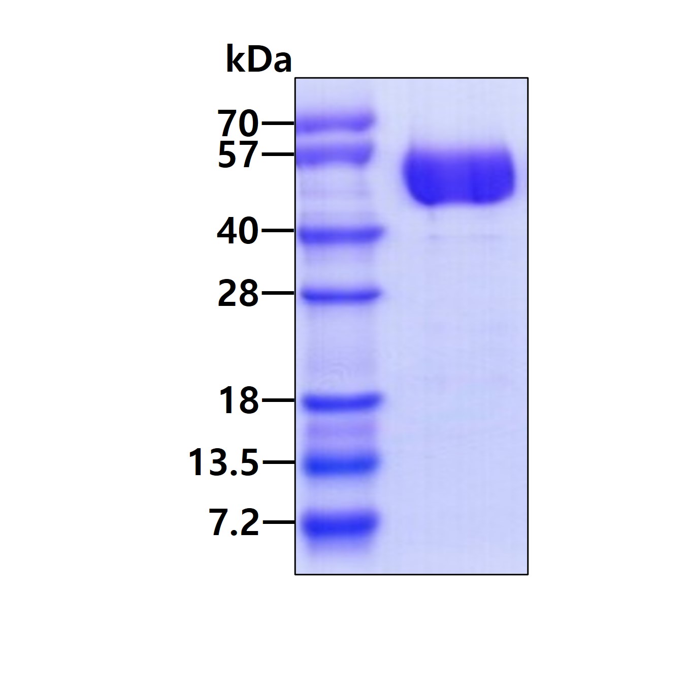 Recombinant human TG...