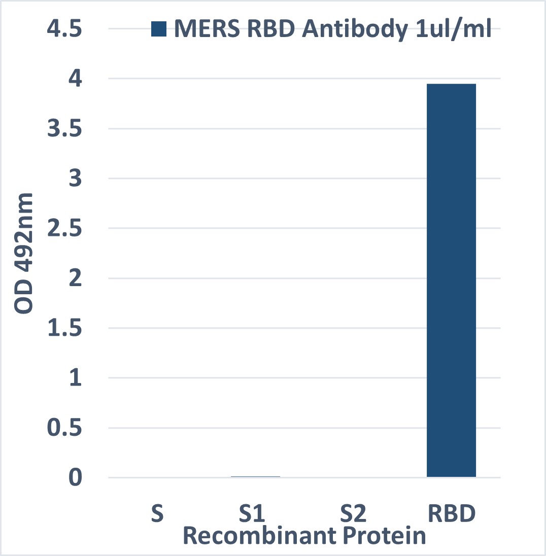 MERS-CoV Spike RBD a...