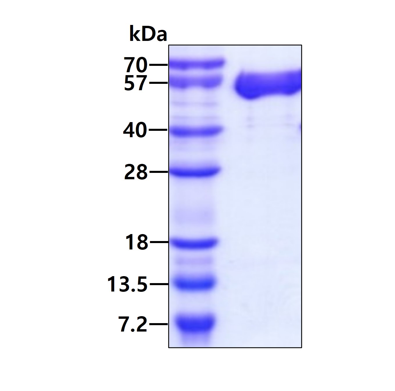 Recombinant human Ep...