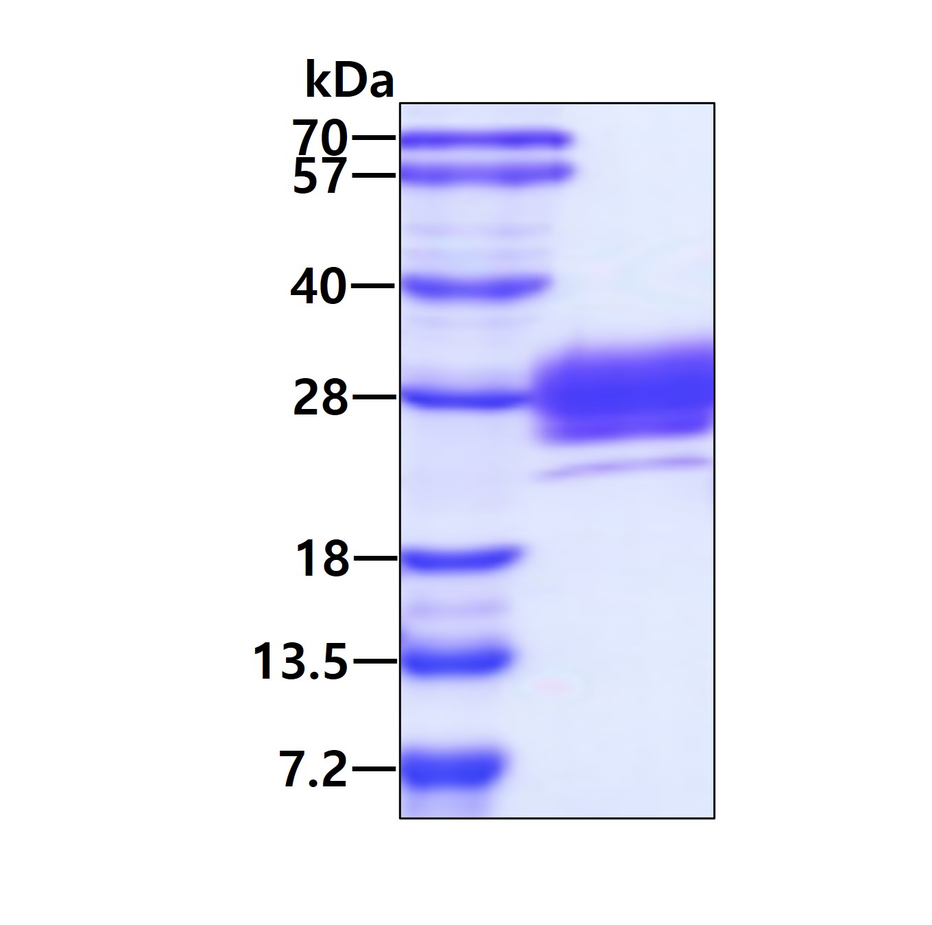 Recombinant human Fc...