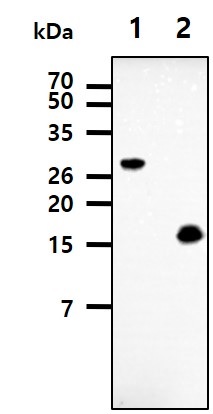 The recombinant proteins and mouse liver lysates were resolved by SDS-PAGE, transferred to PVDF membrane and probed with anti-human adiponectin antibody (1:500). Proteins were visualized using a goat anti-mouse secondary antibody conjugated to HRP and an ECL detection system. Arrows indicate the oligomer and monomer of mAcrp30 protein in mouse liver. * gAcrp30 : globular domain of adiponectin