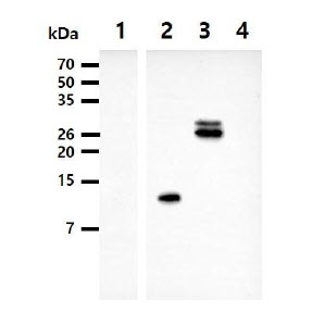 The Cell lysates (5ug) were resolved by SDS-PAGE, transferred to PVDF membrane and probed with anti-human Adiponectin antibody (1:2000). Proteins were visualized using a goat anti-mouse secondary antibody conjugated to HRP and an ECL detection system.Lane 1. : 293T cell lysateLane 2. : Adiponectin collagen domain(15-107aa) transfected 293T cell lysateLane 3. : Adiponectin Full domain(15-244aa) transfected 293T cell lysateLane 4. : Adiponectin globular domain(108-244aa) transfected 293T cell lysate