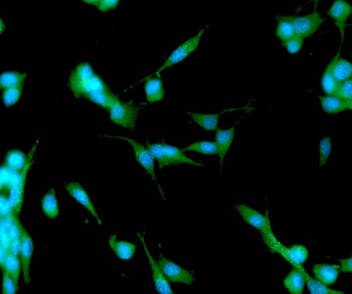 ICC/IF analysis of APP in U87MG cells line, stained with DAPI (Blue) for nucleus staining and monoclonal anti-human    APP antibody (1:100) with goat anti-mouse IgG-Alexa fluor 488 conjugate (Green).