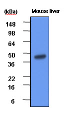 The extracts of mouse liver(each 20ug) were resolved by SDS-PAGE, transferred to PVDF membrane and probed with anti-human BHMT (1:1000). Proteins were visualized using a goat anti-mouse secondary antibody conjugated to HRP and an ECL detection system.