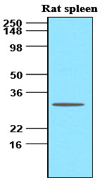 Tissue lysates of Rat spleen (60ug) were resolved by SDS-PAGE, transferred to NC membrane and probed with anti-human BLyS (1:500). Proteins were visualized using a goat anti-mouse secondary antibody conjugated to HRP and an ECL detection system.