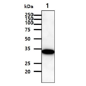 NIH 3T3 cell lysates(30ug) were resolved by SDS-PAGE, transferred to PVDF membrane and probed with anti-human C/EBP-beta antibody (1:1,000). Protein was visualized using a goat anti-mouse secondary antibody conjugated to HRP and an ECL detection system. 