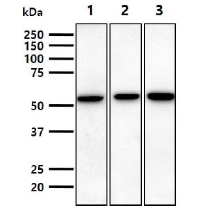 The cell lysates (30ug) were resolved by SDS-PAGE, transferred to NC membrane and probed with anti-human CD73 antibody (1:1000). Proteins were visualized using a goat anti-mouse secondary antibody conjugated to HRP and an ECL detection system.Lane 1.: Human mesenchymal stem cell lysate