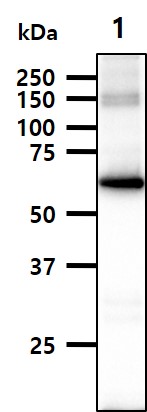 The Cell lysates of U937 (30ug) were resolved by SDS-PAGE, transferred to NC membrane and probed with anti-human CD44 (1:1000). Proteins were visualized using a goat anti-mouse secondary antibody conjugated to HRP and an ECL detection system.