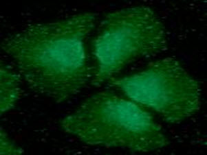 ICC/IF analysis of CIB1 in HeLa cells line, stained with DAPI (Blue) for nucleus staining and monoclonal anti-human     CIB1 antibody (1:100) with goat anti-mouse IgG-Alexa fluor 488 conjugate (Green).
