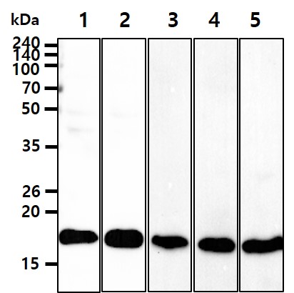 The lysates of HeLa(20ug) were resolved by SDS-PAGE, transferred to NC membrane and probed with anti-human Cofilin 1(1:1000) antibody. Proteins were visualized using a goat anti-mouse secondary antibody conjugated to HRP and an ECL detection system.