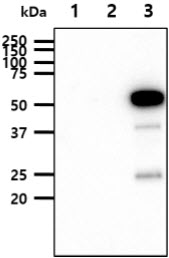 The cell lysates (10ug) were resolved by SDS-PAGE, transferred to PVDF membrane and probed with anti-human EphA2 antibody (1:1000). Proteins were visualized using a goat anti-mouse secondary antibody conjugated to HRP and an ECL detection system.Lane 1.: 293T cell lysateLane 2.: EphA2 extracellular domain transfected 293T cell lysateLane 3.: EphA2 cytoplasmic domain transfected 293T cell lysate