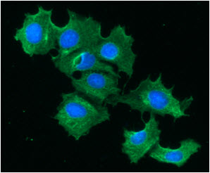 ICC/IF analysis of FABP1 in Hep3B cells line, stained with DAPI (Blue) for nucleus staining and monoclonal anti-human FABP1 antibody (1:100) with goat anti-mouse IgG-Alexa fluor 488 conjugate (Green).