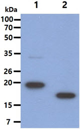 The Recombinant protein (50ng) were resolved by SDS-PAGE, transferred to PVDF membrane and probed with anti-human Growth hormone antibody (1:1000). Proteins were visualized using a goat anti-mouse secondary antibody conjugated to HRP and an ECL detection system.Lane 1.: Recombinant hGH (21-217aa)Lane 2.: 20kDa hGH (27-202aa)