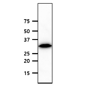 The 293T cell lysates(50ug) were resolved by SDS-PAGE, transferred to PVDF membrane and probed with anti-human Geminin (1:500). Proteins were visualized using a goat anti-mouse secondary antibody conjugated to HRP and an ECL detection system. 