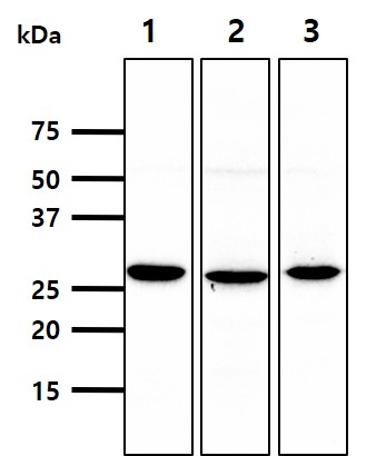 Cell lysates of Jurkat and HeLa (30ug) were resolved by SDS-PAGE, transferred to NC membrane and probed with anti-human HMGB1 (1:1,000). Proteins were visualized using a goat anti-mouse secondary antibody conjugated to HRP and an ECL detection system.