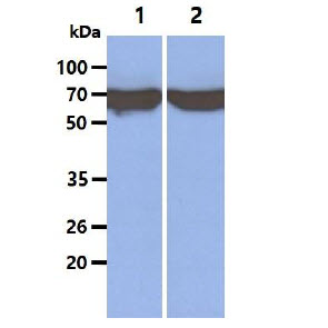 The Cell lysates (40ug) were resolved by SDS-PAGE, transferred to PVDF membrane and probed with anti-human Hsp70 antibody (1:1000). Proteins were visualized using a goat anti-mouse secondary antibody conjugated to HRP and an ECL detection system.Lane 1.: 293T cell lysateLane 2.: HeLa cell lysate