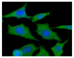 ICC/IF analysis of HSP90 in HeLa cells line, stained with DAPI (Blue) for nucleus staining and monoclonal anti-human HSP90 antibody (1:100) with goat anti-mouse IgG-Alexa fluor 488 conjugate (Green).