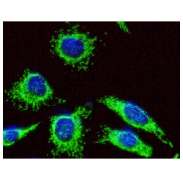 ICC/IF analysis of HSP60 in HeLa cells line, stained with DAPI (Blue) for nucleus staining and monoclonal anti-human HSP60 antibody (1:100) with goat anti-mouse IgG-Alexa fluor 488 conjugate (Green).