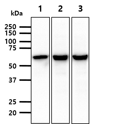 Cell lysates of HeLa (30ug) were resolved by SDS-PAGE, transferred to NC membrane and probed with anti-human Hsp60 (1:1,000). Proteins were visualized using a goat anti-mouse secondary antibody conjugated to HRP and an ECL detection system.