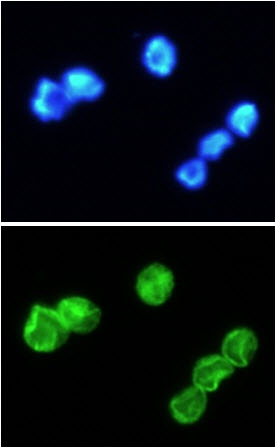 ICC/IF analysis of IL-33 in Jurkat cells line, stained with DAPI (Blue) for nucleus staining and monoclonal anti-human IL-33 antibody (1:100) with goat anti-mouse IgG-Alexa fluor 488 conjugate (Green).
