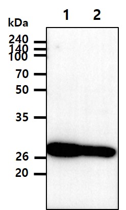 The Cell lysates of 293T (40ug) were resolved by SDS-PAGE, transferred to PVDF membrane and probed with anti-human IL-33 antibody (1:1000). Proteins were visualized using a goat anti-mouse secondary antibody conjugated to HRP and an ECL detection system.The Cell lysates of Jurkat (35ug) were resolved by SDS-PAGE, transferred to NC membrane and probed with anti-human IL-33 (1:500). Proteins were visualized using a goat anti-mouse secondary antibody conjugated to HRP and an ECL detection system.