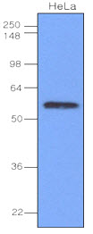 Cell lysates of HeLa(40ug) were resolved by SDS-PAGE, transferred to NC membrane and probed with anti-human IRF-3 (1:1,000). Proteins were visualized using a goat anti-mouse secondary antibody conjugated to HRP and an ECL detection system.