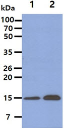 The Cell lysates (40ug) were resolved by SDS-PAGE, transferred to PVDF membrane and probed with anti-human ISG15 antibody (1:1000). Proteins were visualized using a goat anti-mouse secondary antibody conjugated to HRP and an ECL detection system.Lane 1. : HeLa cell lysateLane 2. : MCF7 cell lysate