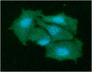 ICC/IF analysis of KIR2DL1 in Hep3B cells line, stained with DAPI (Blue) for nucleus staining and monoclonal anti-human   KIR2DL1 antibody (1:100) with goat anti-mouse IgG-Alexa fluor 488 conjugate (Green).