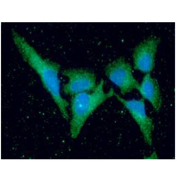 ICC/IF analysis of KIR2DL3 in HeLa cells line, stained with DAPI (Blue) for nucleus staining and monoclonal anti-human    KIR2DL3 antibody (1:100) with goat anti-mouse IgG-Alexa fluor 488 conjugate (Green).