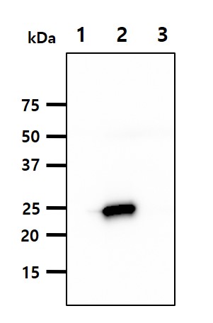 The Recombinant Proteins (50ng) were resolved by SDS-PAGE, transferred to PVDF membrane and probed with anti-human KIR2DL3 antibody (1:1000). Proteins were visualized using a goat anti-mouse secondary antibody conjugated to HRP and an ECL detection system.Lane 1.: KIR2DL1 recombinant proteinLane 2.: KIR2DL3 recombinant proteinLane 3.: KIR2DS4 recombinant protein