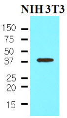 The cell lysates of NIH3T3 (35ug) were resolved by SDS-PAGE, transferred to NC membrane and probed with anti-human Nanog (1:500). Proteins were visualized using a goat anti-mouse secondary antibody conjugated to HRP and an ECL detection system.