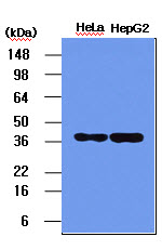 The HeLa and HepG2 cell lysates (5ug) were resolved by SDS-PAGE, transferred to PVDF membrane and probed with anti-human NPM (1:1,000). Proteins were visualized using a goat anti-mouse secondary antibody conjugated to HRP and an ECL detection system.