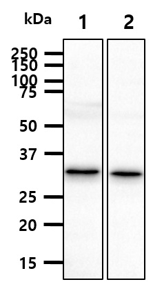 Cell lysates of HeLa (20ug) were resolved by SDS-PAGE, transferred to NC membrane and probed with anti-human PCNA (1:2,000). Proteins were visualized using a goat anti-mouse secondary antibody conjugated to HRP and an ECL detection system.