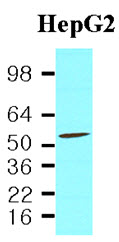 Cell lysates of HepG2(40ug) were resolved by SDS-PAGE, transferred to NC membrane and probed with anti-human PDCD4 (1:2,000). Proteins were visualized using a goat anti-mouse secondary antibody conjugated to HRP and an ECL detection system.