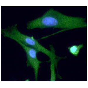 ICC/IF analysis of PGP9.5 in U87MG cells line, stained with DAPI (Blue) for nucleus staining and monoclonal anti-human PGP9.5 antibody (1:100) with goat anti-mouse IgG-Alexa fluor 488 conjugate (Green).