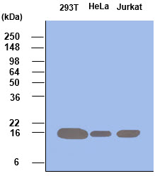 Cell lysates of 293T, HeLa and Jurkat (each 50ug) were resolved by SDS-PAGE, transferred to PVDF membrane and probed with anti-human Pin1 (1:500). Proteins were visualized using a goat anti-mouse secondary antibody conjugated to HRP and an ECL detection system. 