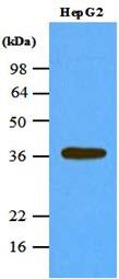 Cell lysates of HepG2 (45ug) were resolved by SDS-PAGE, transferred to NC membrane and probed with anti-human PPP1CA (1:1000). Proteins were visualized using a goat anti-mouse secondary antibody conjugated to HRP and an ECL detection system.