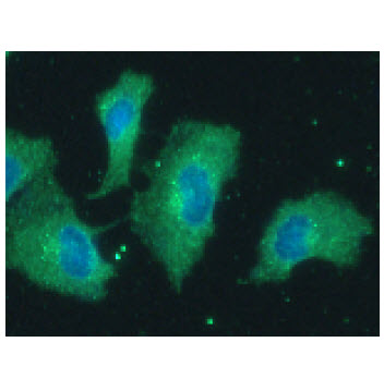 ICC/IF analysis of PPP1R14A in A549 cells line, stained with DAPI (Blue) for nucleus staining and monoclonal anti-human   PPP1R14A antibody (1:100) with goat anti-mouse IgG-Alexa fluor 488 conjugate (Green).