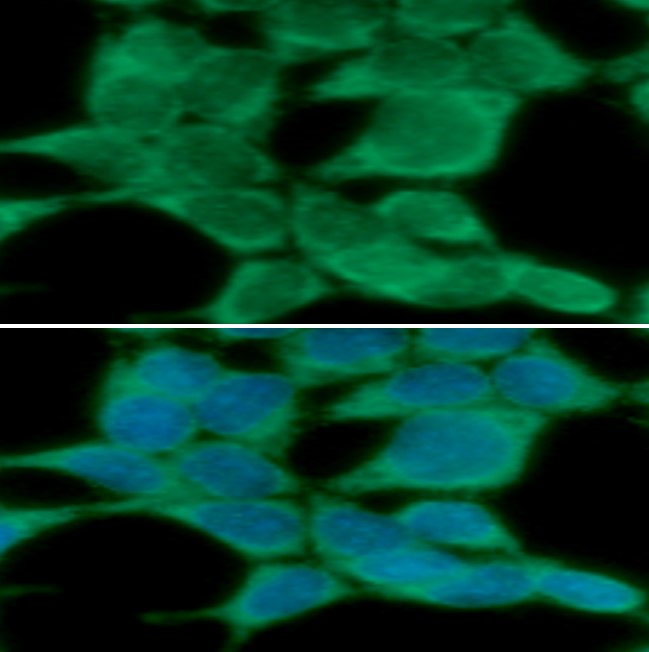 ICC/IF analysis of PPM1G in 293T cells line, stained with DAPI (Blue) for nucleus staining and monoclonal anti-human PPM1G antibody (1:100) with goat anti-mouse IgG-Alexa fluor 488 conjugate (Green)