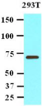 The 293T cell lysate (20ug) were resolved by SDS-PAGE, transferred to NC membrane and probed with anti-human PPM1G antibody (1:1000). Proteins were visualized using a goat anti-mouse secondary antibody conjugated to HRP and an ECL detection system.