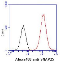 ICC/IF analysis of SNAP25 in U87MG cells line, stained with DAPI (Blue) for nucleus staining and monoclonal anti-human SNAP25 antibody (1:100) with goat anti-mouse IgG-Alexa fluor 488 conjugate (Green).