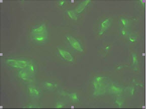 Immunofluorescence staining of human LNCap cell colony with monoclonal anti- human STEAP1 antibody (J2D2) 