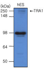 The cell lysates of hES(20ug) were resolved by SDS-PAGE, transferred to PVDF membrane and probed with anti-human TRA1 (1:500). Protein were visualized using a goat anti-mouse secondary antibody conjugated to HRP and an ECL detection system.Lane 1. : ES cell lysate