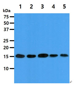 The cell lysates (40ug) were resolved by SDS-PAGE, transferred to PVDF membrane and probed with anti-human EIF5A antibody (1:1000). Proteins were visualized using a goat anti-mouse secondary antibody conjugated to HRP and an ECL detection system.Lane 1.: Jurkat cell lysateLane 2.: 293T cell lysateLane 3.: HeLa cell lysateLane 4.: MCF7 cell lysateLane 5.: NIH-3T3 cell lysate