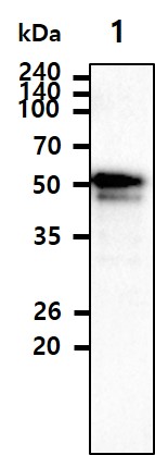 The Cell lysates (40ug) were resolved by SDS-PAGE, transferred to PVDF membrane and probed with anti-human KLF4 antibody (1:3000). Proteins were visualized using a goat anti-mouse secondary antibody conjugated to HRP and an ECL detection system.Lane 1.: A549 cell lysateLane 2.: HeLa cell lysate