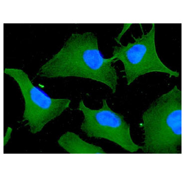 ICC/IF analysis of 14-3-3 tau in HeLa cells line, stained with DAPI (Blue) for nucleus staining and monoclonal anti-human 14-3-3 tau antibody (1:100) with goat anti-mouse IgG-Alexa fluor 488 conjugate (Green).