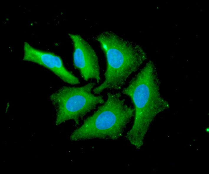 ICC/IF analysis of PPIF in HeLa cells line, stained with DAPI (Blue) for nucleus staining and monoclonal anti-human    PPIF antibody (1:100) with goat anti-mouse IgG-Alexa fluor 488 conjugate (Green).