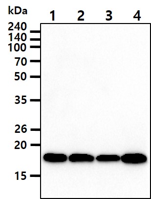 Cell lysates of 293T and HeLa (20ug) were resolved by SDS-PAGE, transferred to NC membrane and probed with anti-human PPIF (1:500). Proteins were visualized using a goat anti-mouse secondary antibody conjugated to HRP and an ECL detection system.